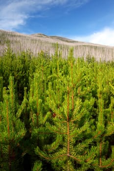 Small pines emerge in the wake of a forest fire in the Flathead National Forest of Montana.