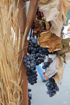 Blue grape cluster with leaves