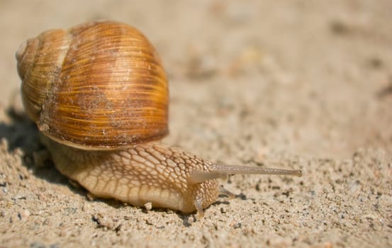 snail is climbing up, image from nature series