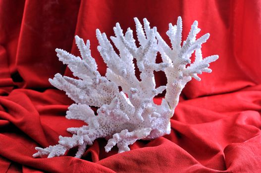 A large branch of white coral lies in front of a red background