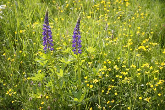 Danish summer meadow with Lupines and Buttercups.