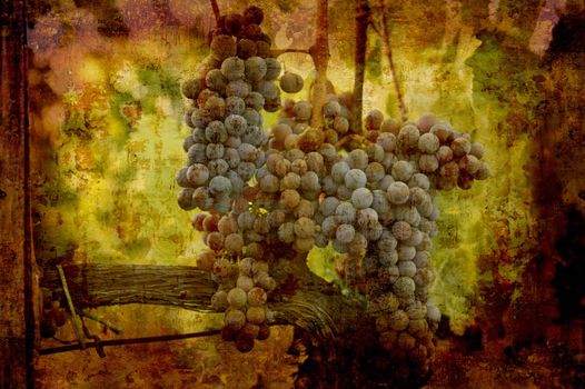 Artistic work of my own in retro style - Postcard from Italy. Blue grapes.