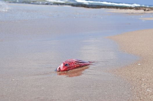 Dead fish in red out of water, lying on the sand