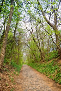 road which passes in the woods