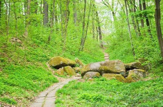 road which passes in the woods