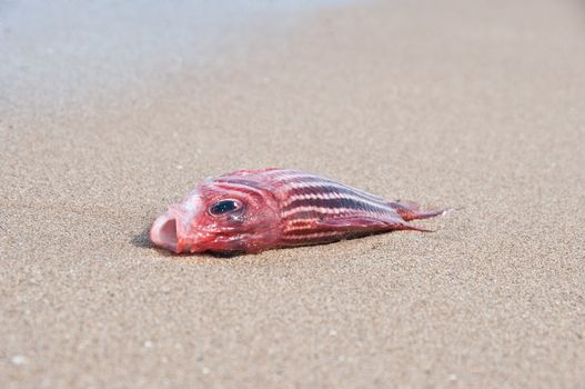 Dead fish in red out of water, lying on the sand