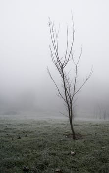 Tree photographed in fog.