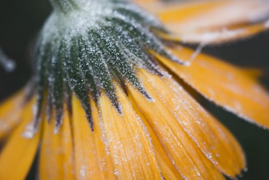 Frozen orange flower photographed in close. Macro.