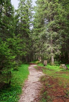 alpine footpath through the forest on summer