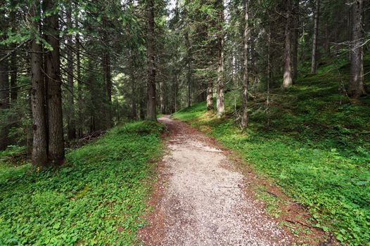 alpine footpath through the forest on summer