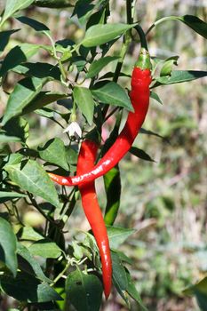 ripe chili peppers hang on a plant outddor