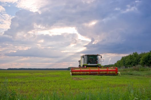 Big  combine working on the Wheat field
