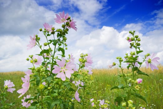 a beautiful lavatera flowers / growing wild mallow