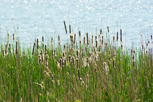 Flowering reed and bulrush next to the water surface