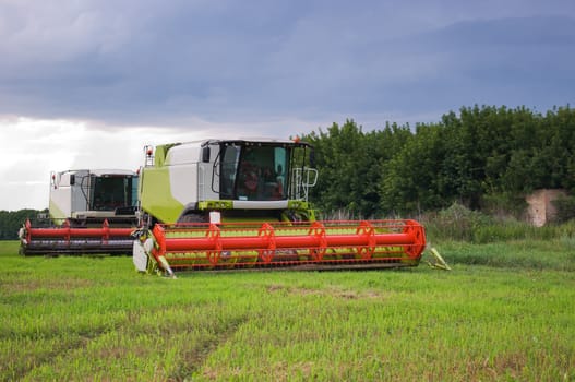 Big  combine working on the Wheat field