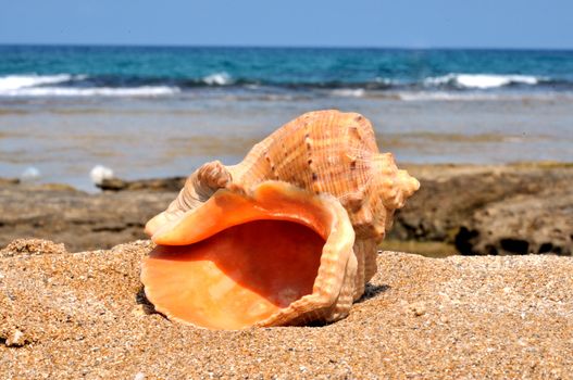 Rapana sea shell lying on the sand against the sea view