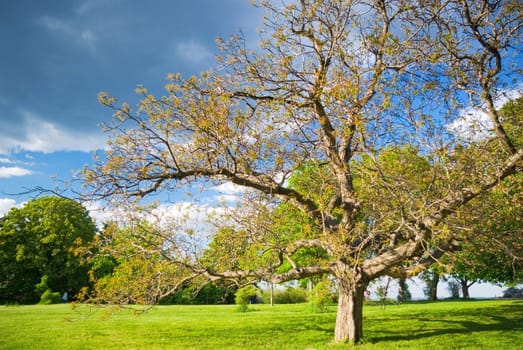 Big tree with branches and land with herbs