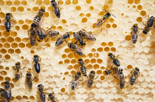 honey comb and a bee working