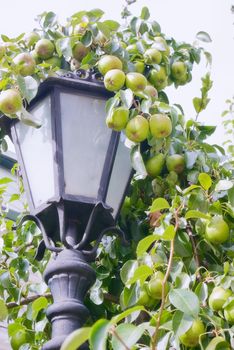 street lamp surrounded by branches of the pear tree