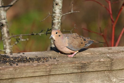 Mourning Dove Zenaida macroura with seeds in morning sun