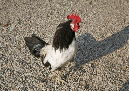 Italian rooster crowing in the morning.