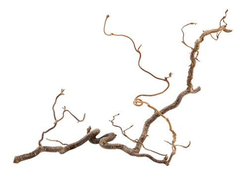 Decorative branch of corkscrew hazel isolated on white