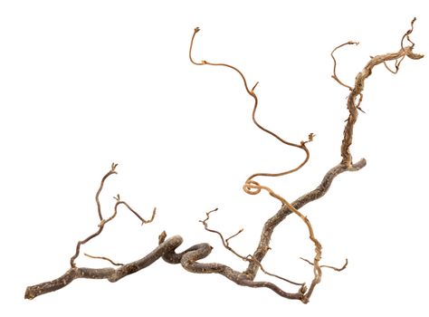 Decorative branch of corkscrew hazel isolated on white