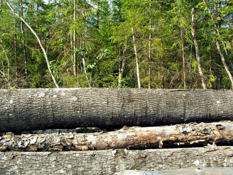 chopping wood