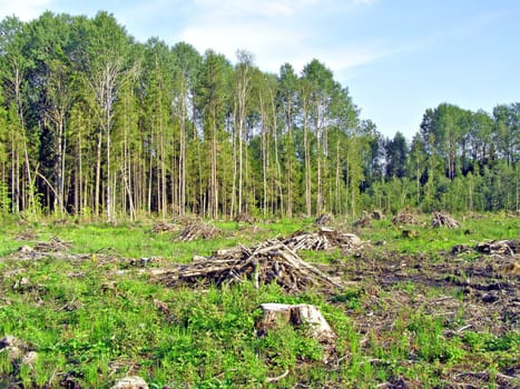chopping wood