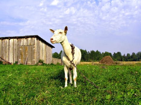 nanny goat