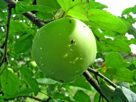 apple on branch