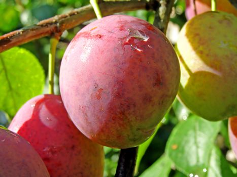 ripe plum on branch