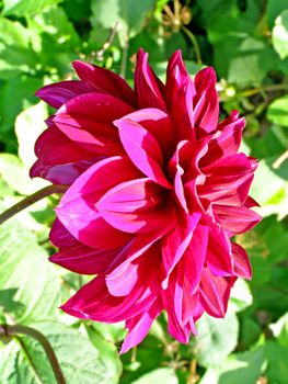 petal of the dahlia