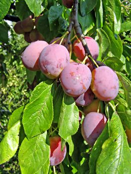 ripe plum on branch