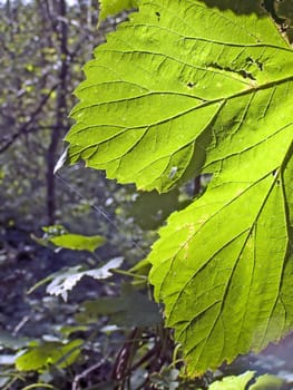 sheet tree