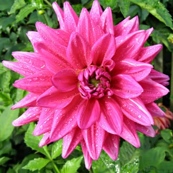 petal of the dahlia