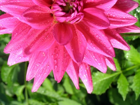 petal of the dahlia