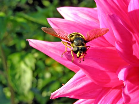 petal of the dahlia