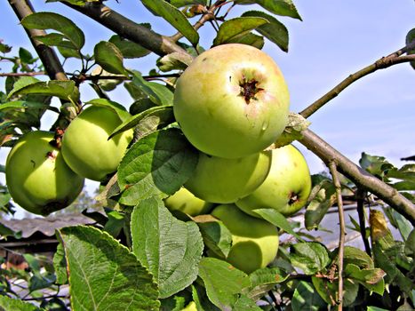 apple on branch
