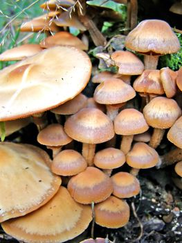 mushrooms on old stump