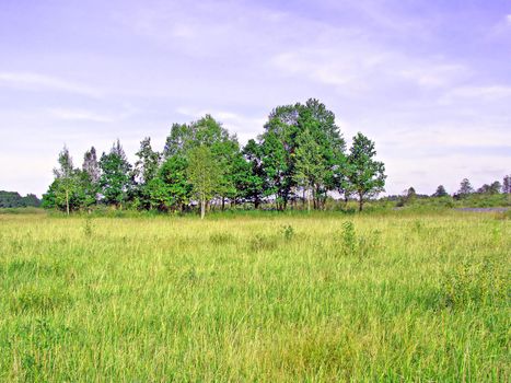 wood on field