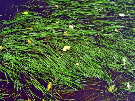 algaes in water