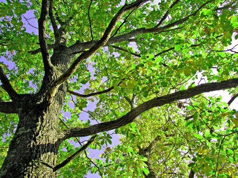 branches of the oak