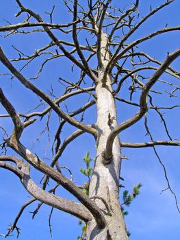 aging pine