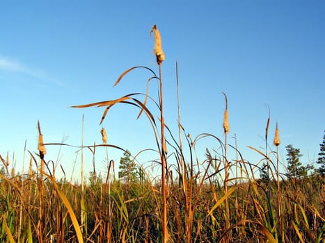 reed in marsh