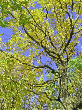 branches of the oak
