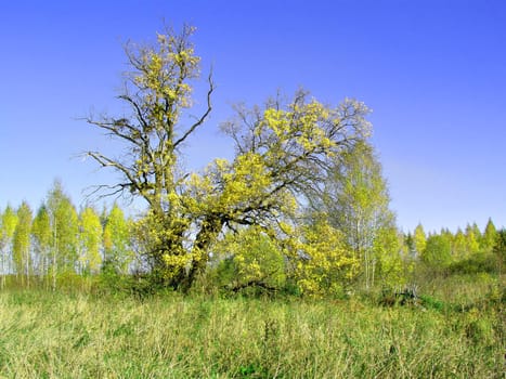 green oak