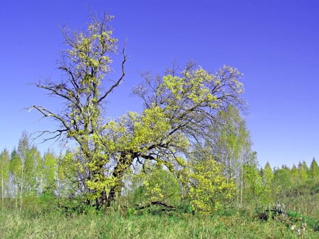 green oak