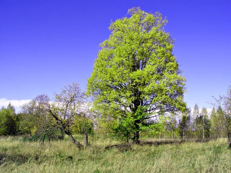 green oak