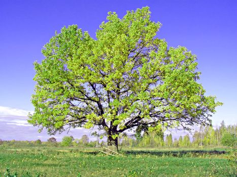 green oak
